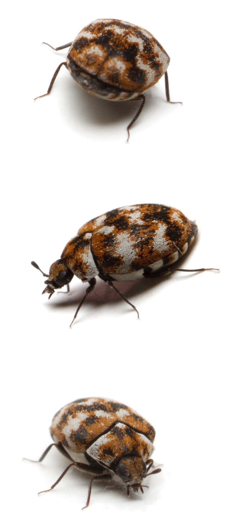 Carpet Beetle Trio Wallpaper