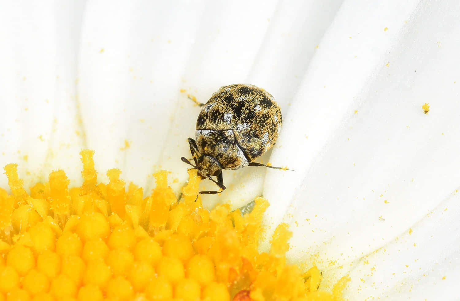 Carpet Beetleon Flower Closeup Wallpaper