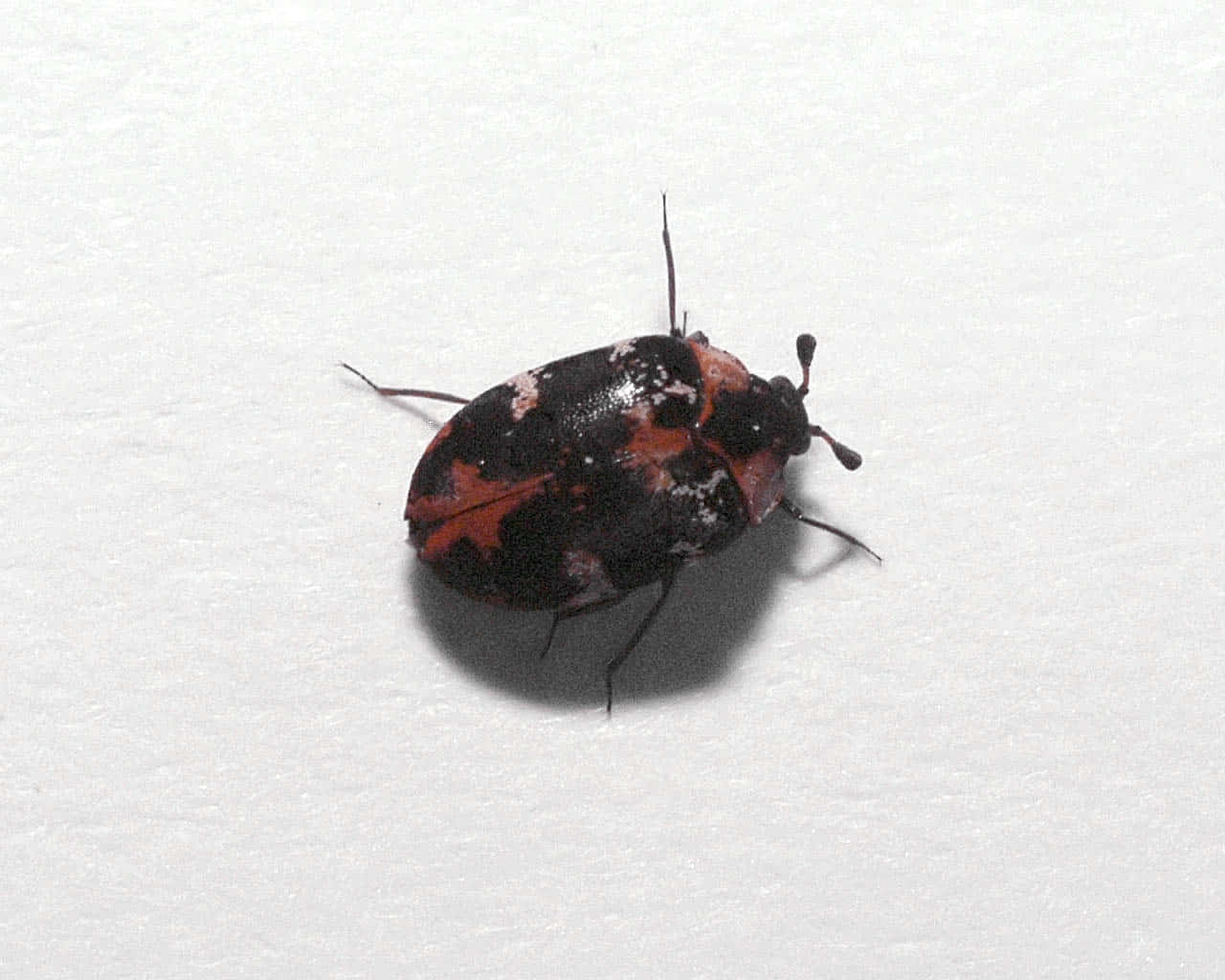 Carpet Beetleon White Background.jpg Wallpaper