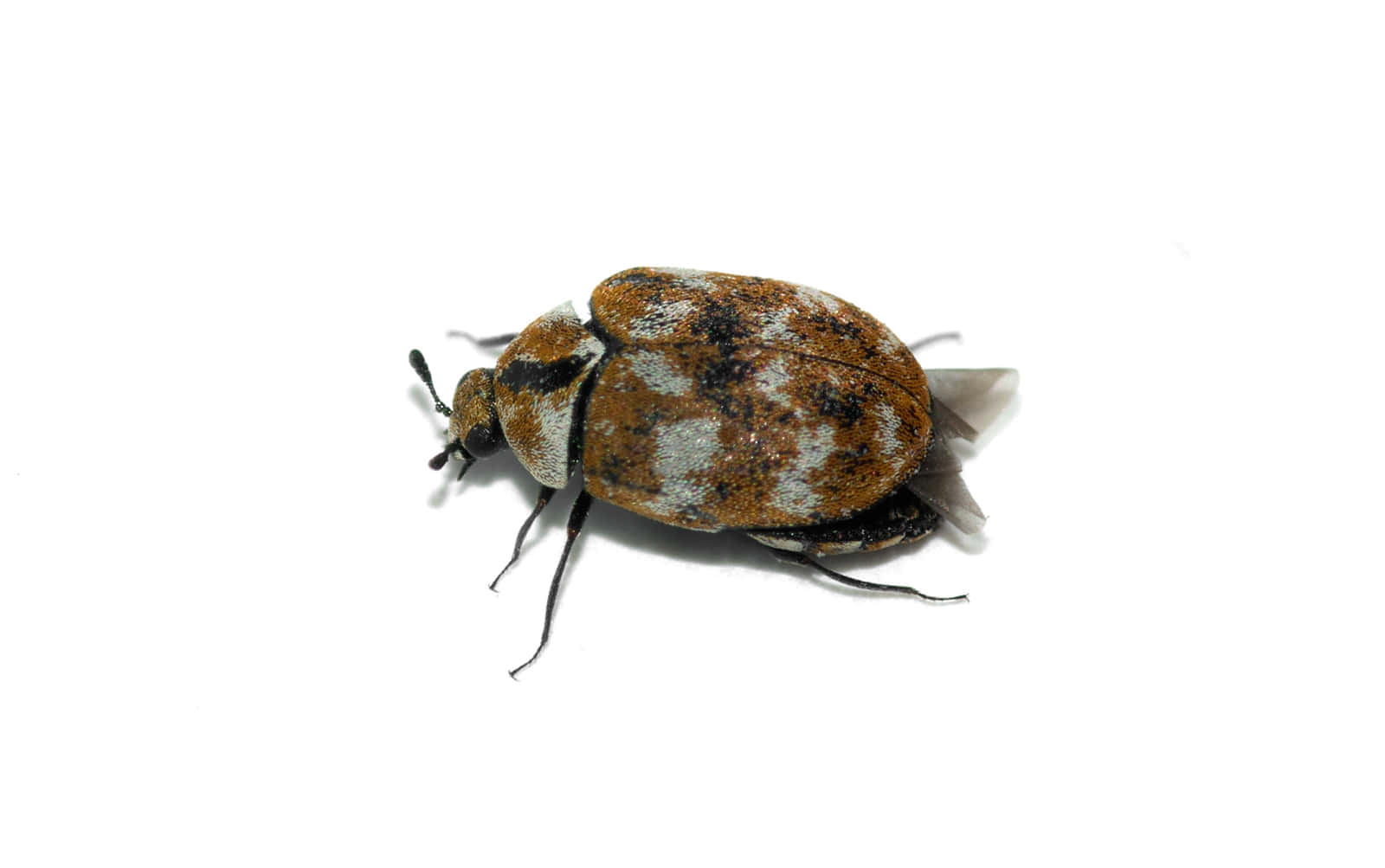 Carpet Beetleon White Background.jpg Wallpaper