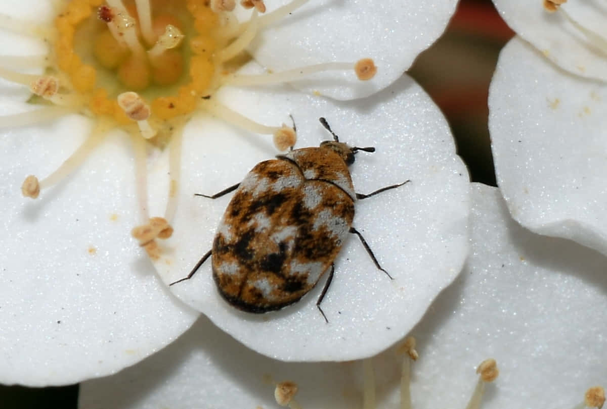 Carpet Beetleon White Flower Wallpaper