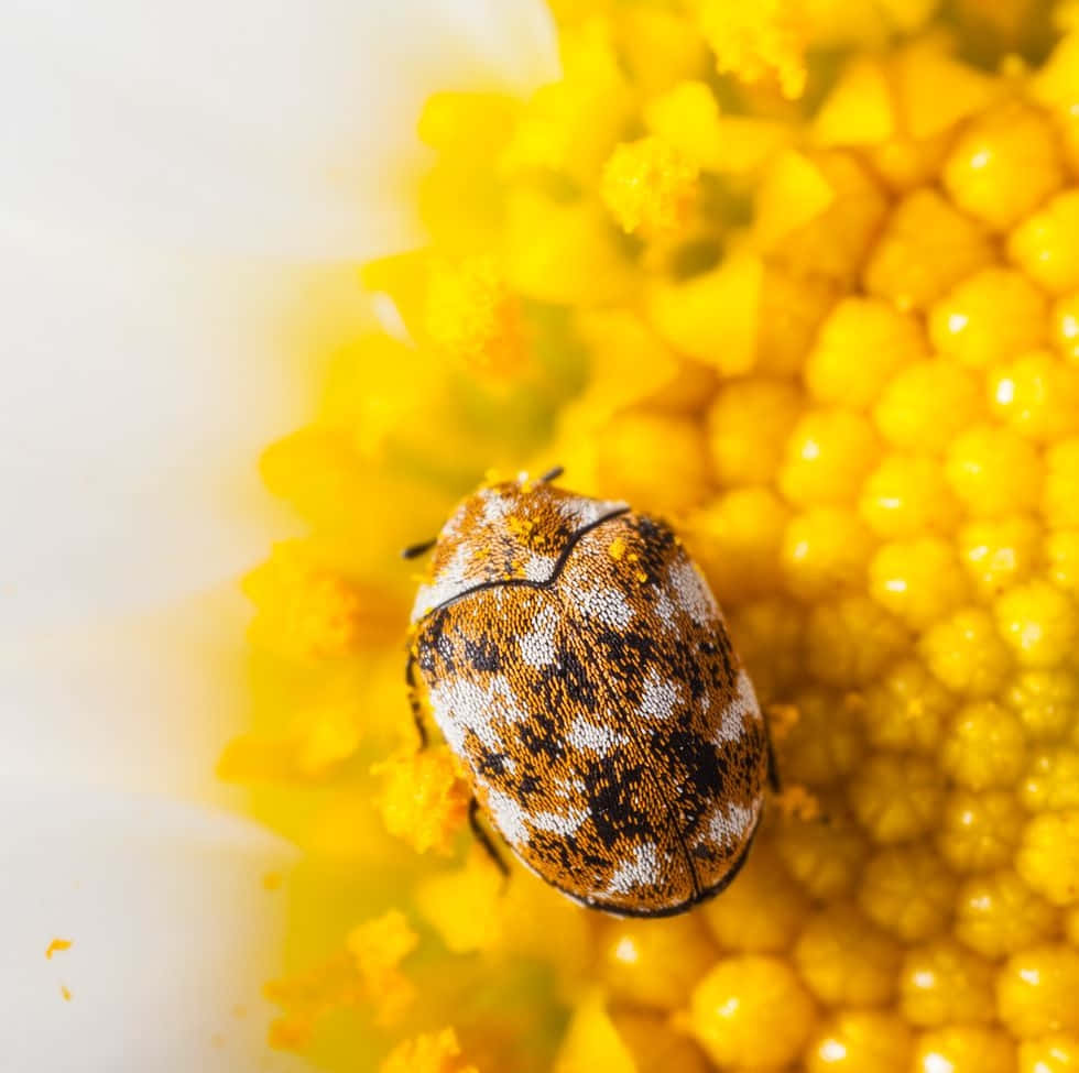 Carpet Beetleon Yellow Flower Wallpaper