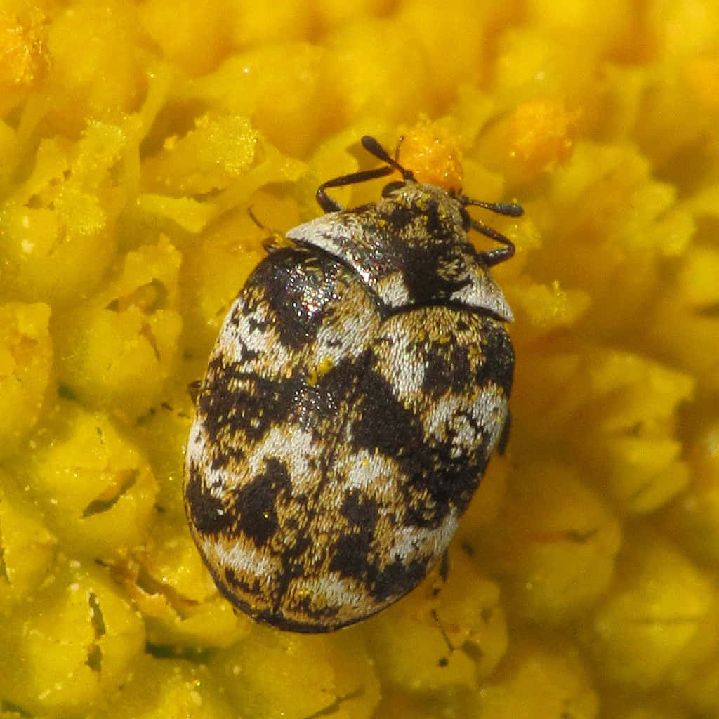 Carpet Beetleon Yellow Flower Wallpaper