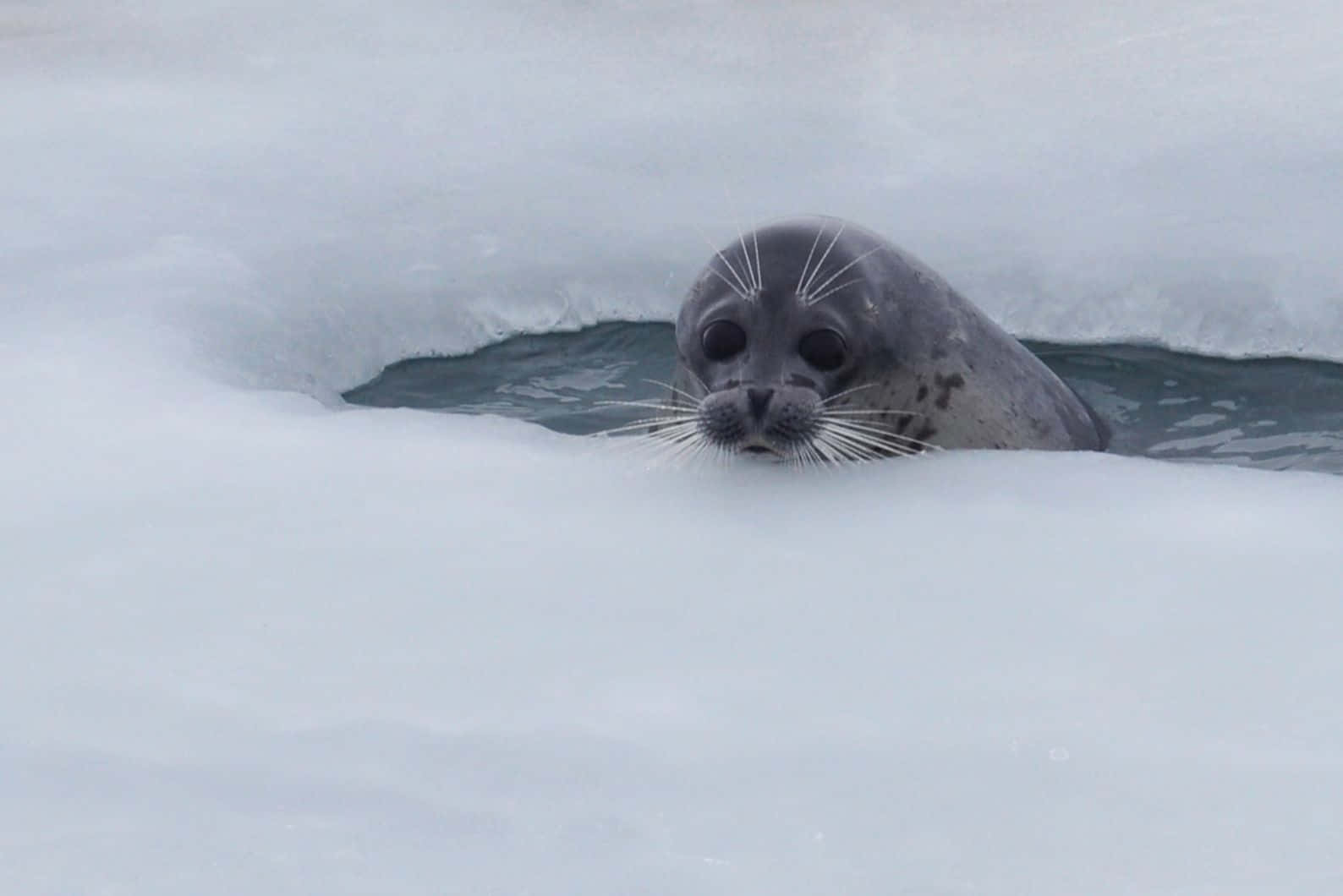 Caspian Seal Ice Hole Peek Wallpaper