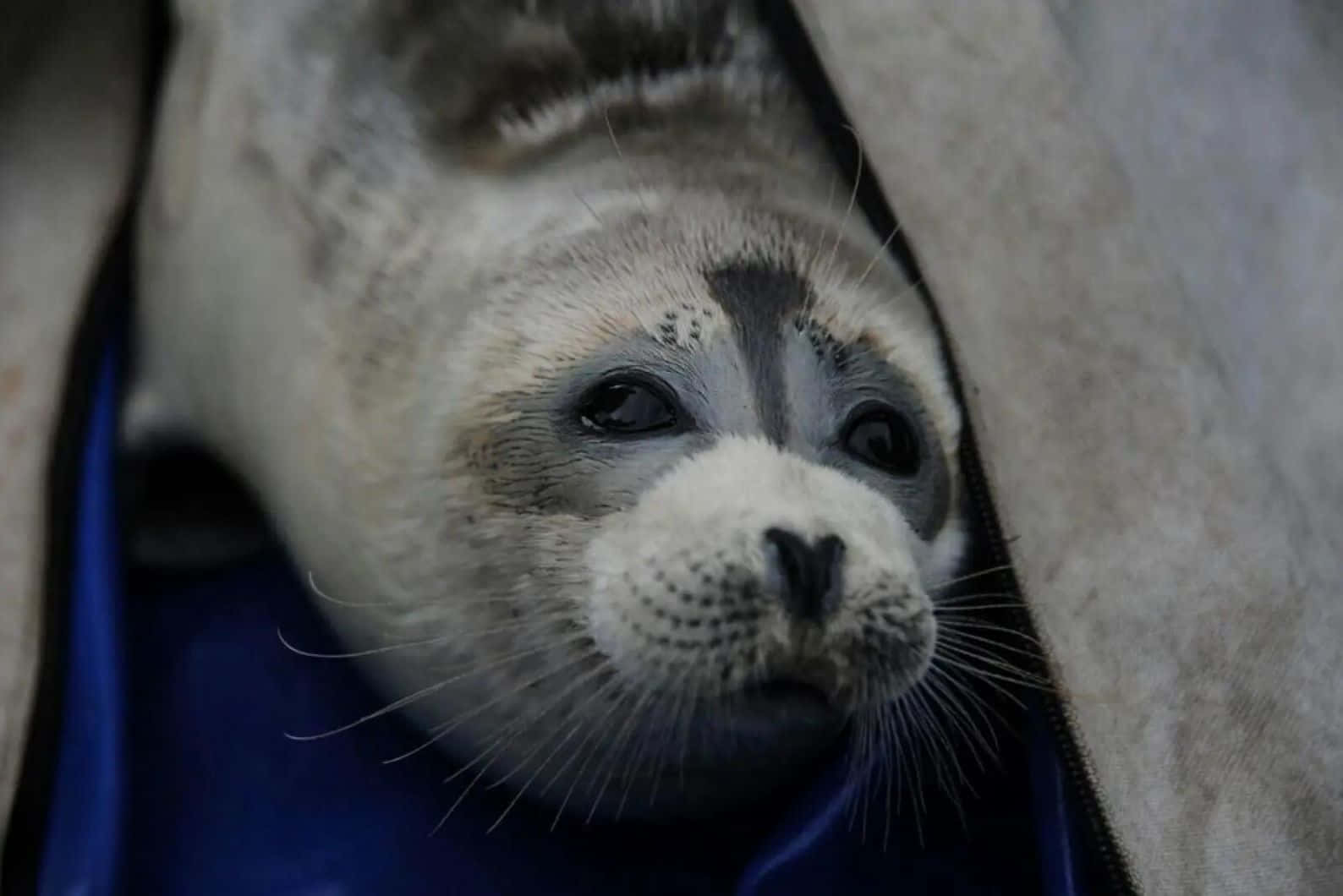 Caspian Seal Peeking From Blanket Wallpaper