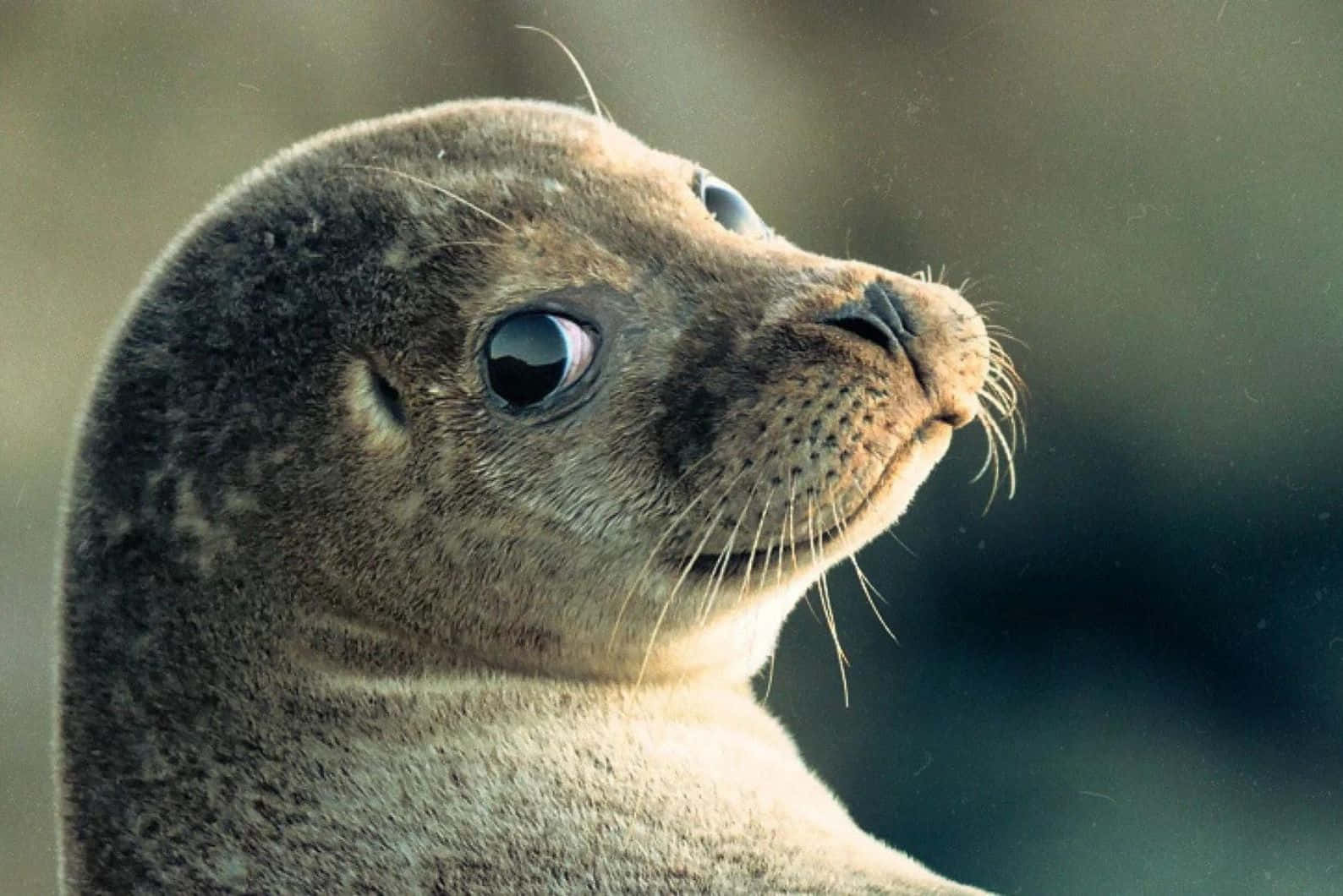 Caspian Seal Portrait Wallpaper