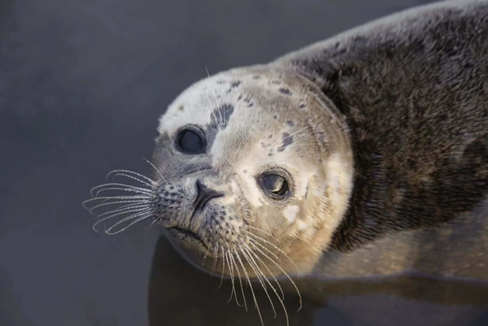 Caspian Seal Portrait Wallpaper