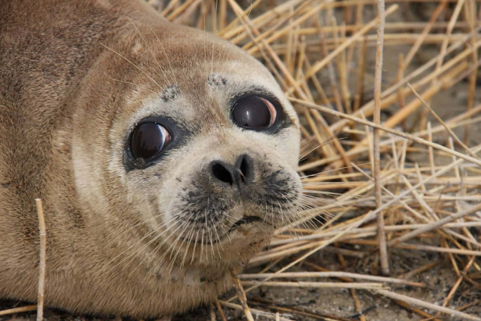 Caspian Seal Pup Closeup Wallpaper