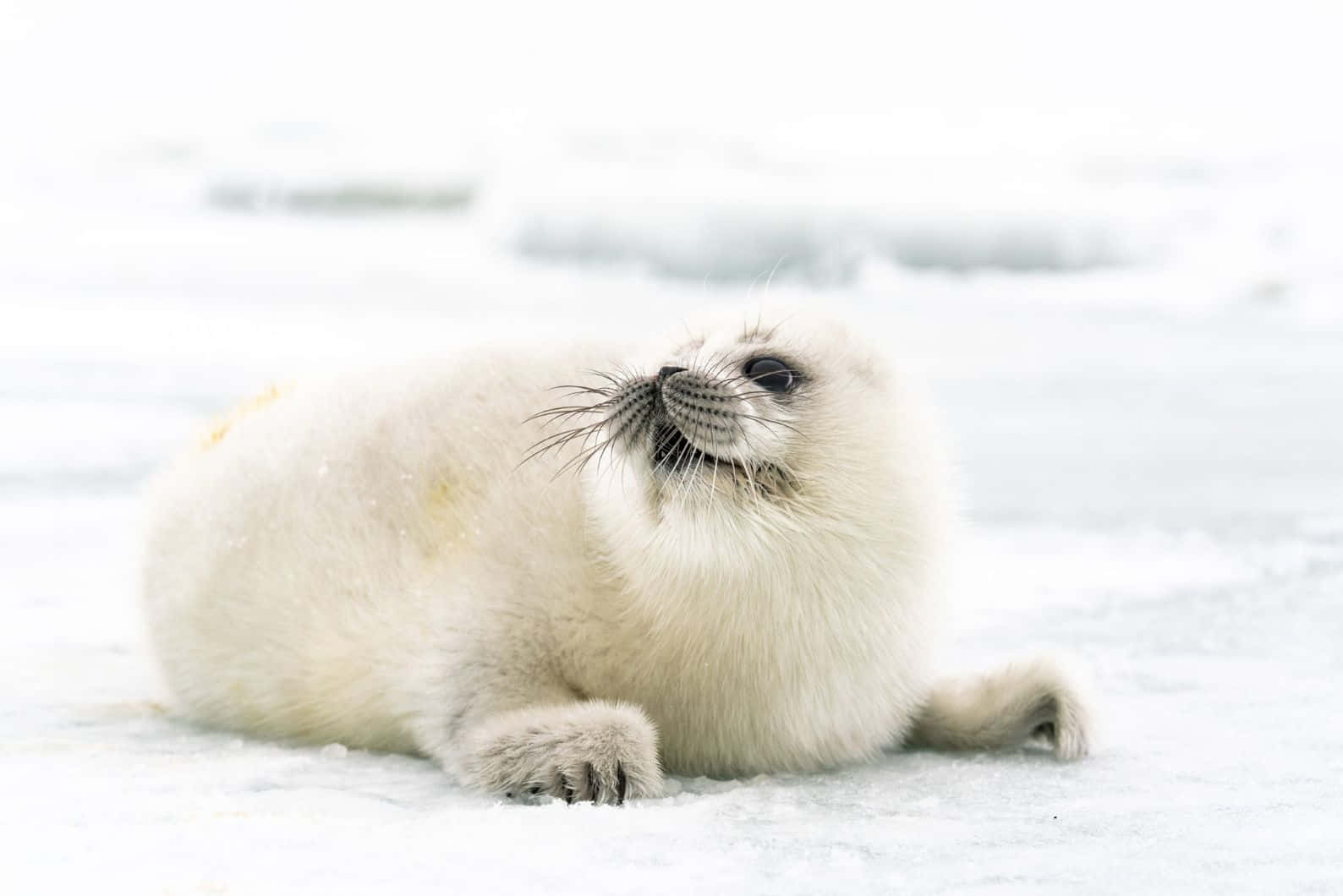 Caspian Seal Pup Restingon Ice Wallpaper