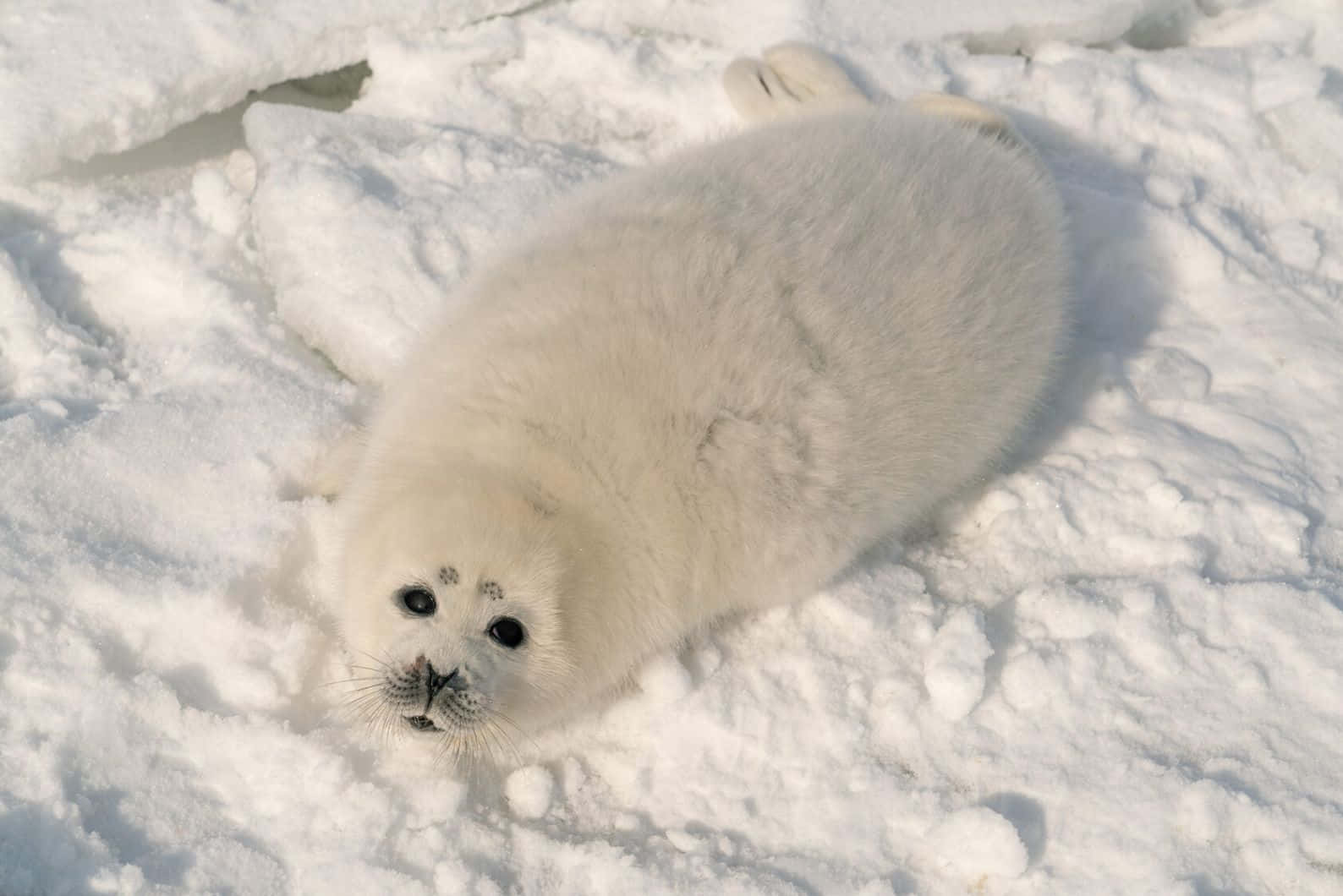 Caspian Seal Pupon Ice Wallpaper