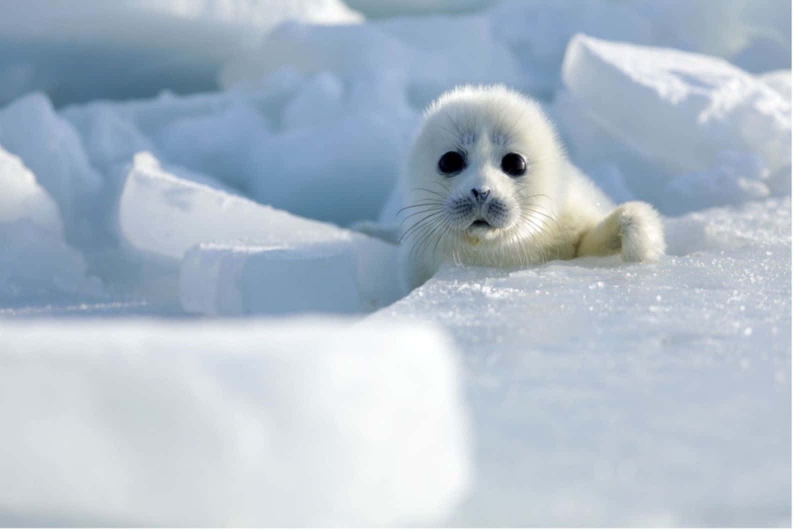 Caspian Seal Pupon Ice Wallpaper