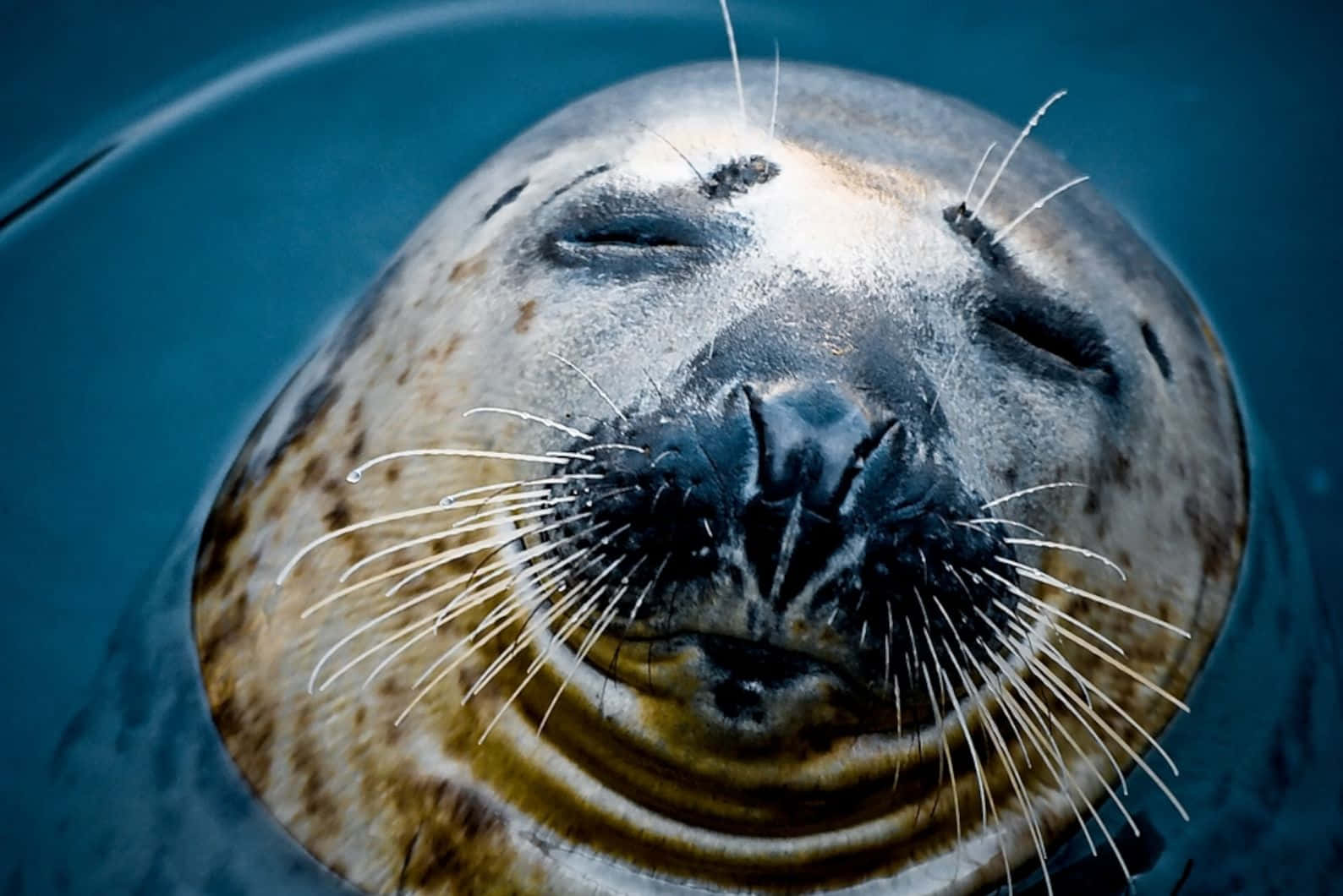 Caspian Seal Resting Wallpaper