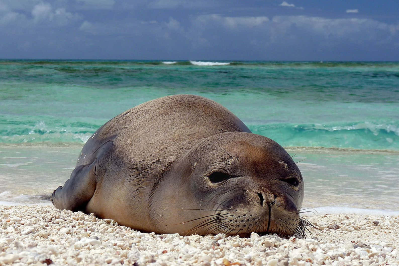 Caspian Seal Restingon Beach Wallpaper