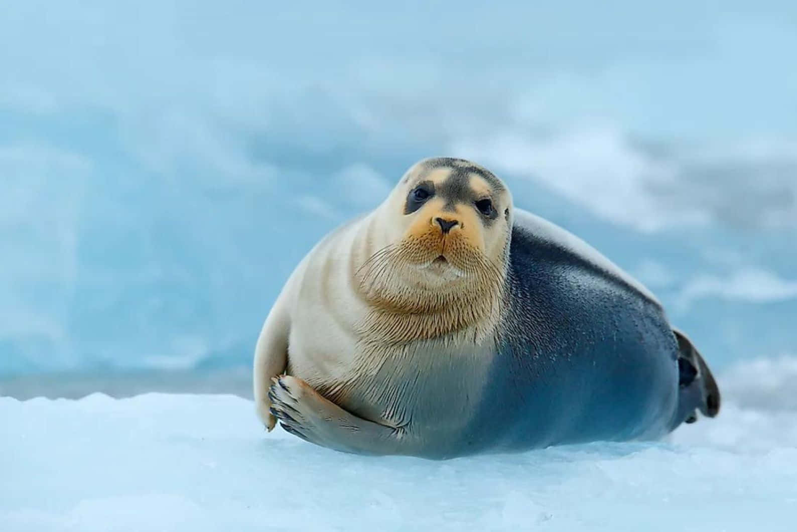 Caspian Seal Restingon Ice Wallpaper