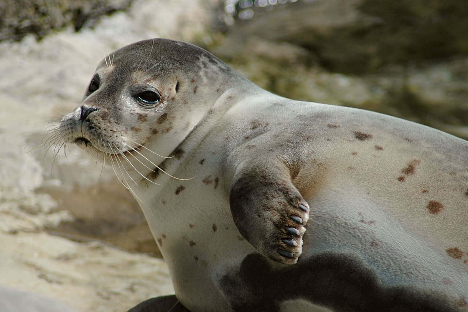 Caspian Seal Restingon Rock Wallpaper