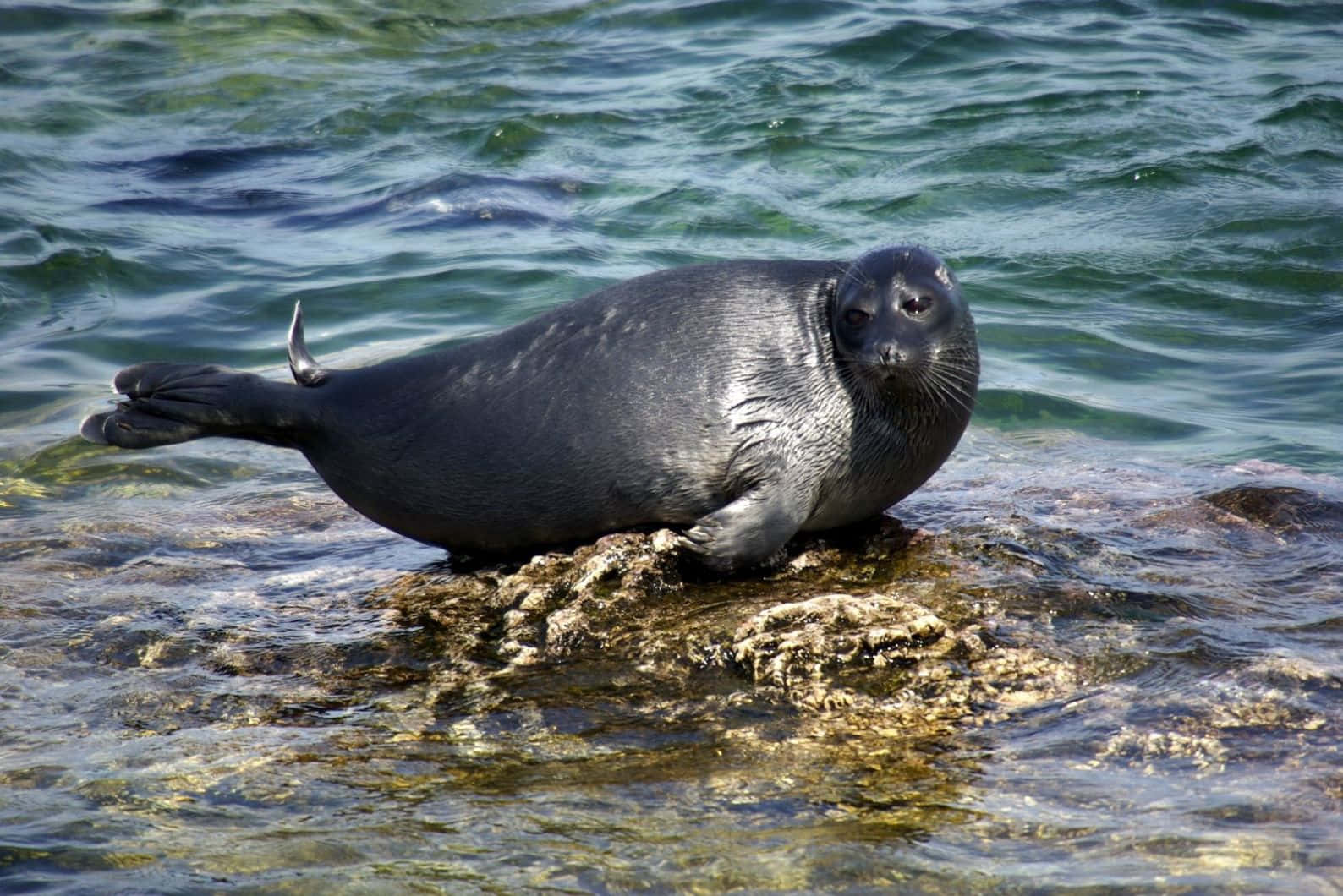 Caspian Seal Restingon Rock Wallpaper