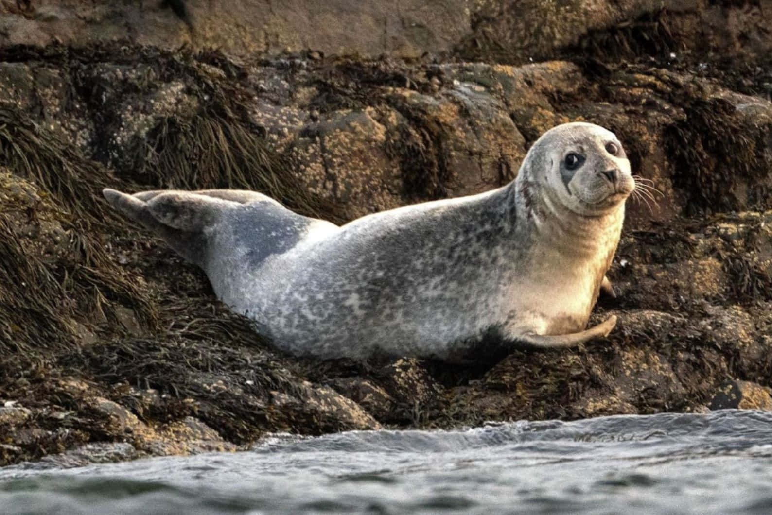 Caspian Seal Restingon Rocks Wallpaper