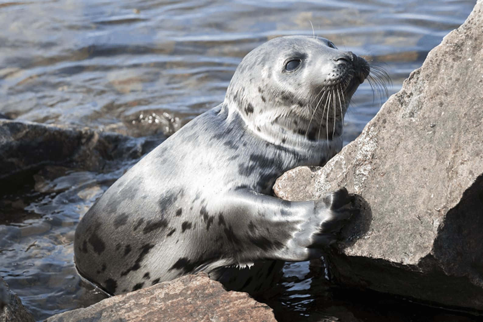 Caspian Seal Restingon Rocks Wallpaper