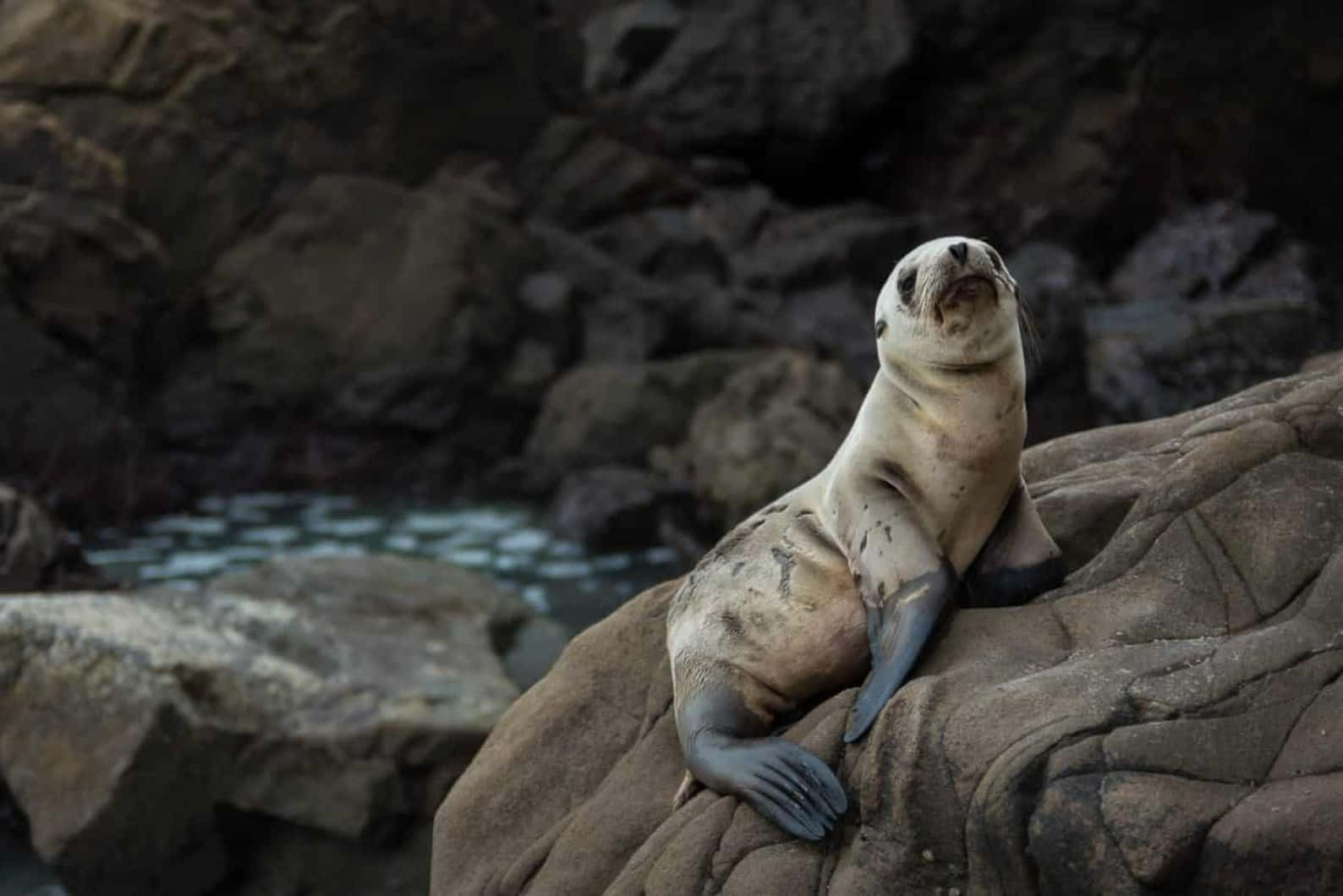 Caspian Seal Restingon Rocks Wallpaper