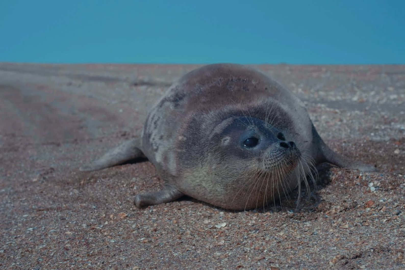 Caspian Seal Restingon Shore Wallpaper