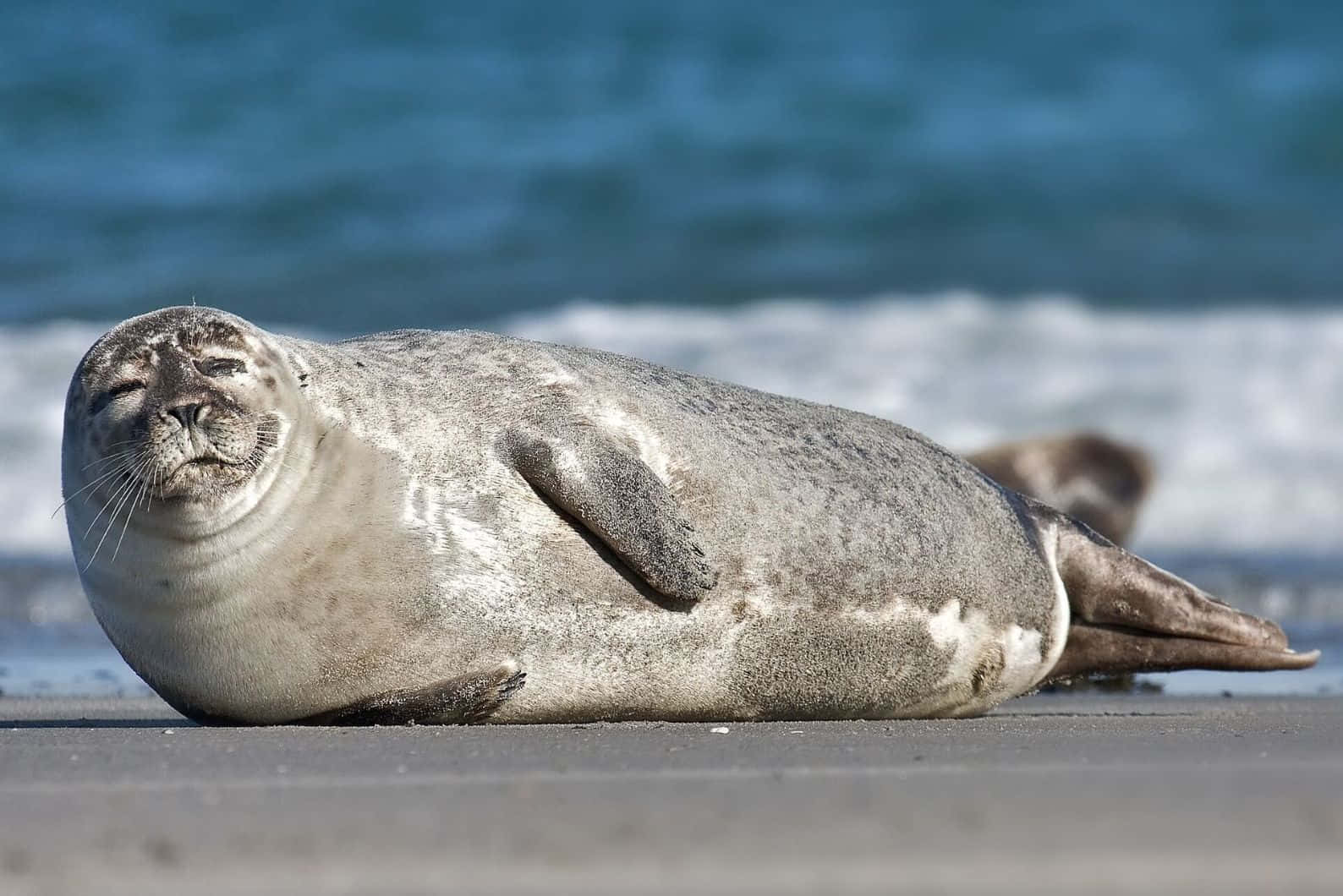 Caspian Seal Restingon Shore.jpg Wallpaper