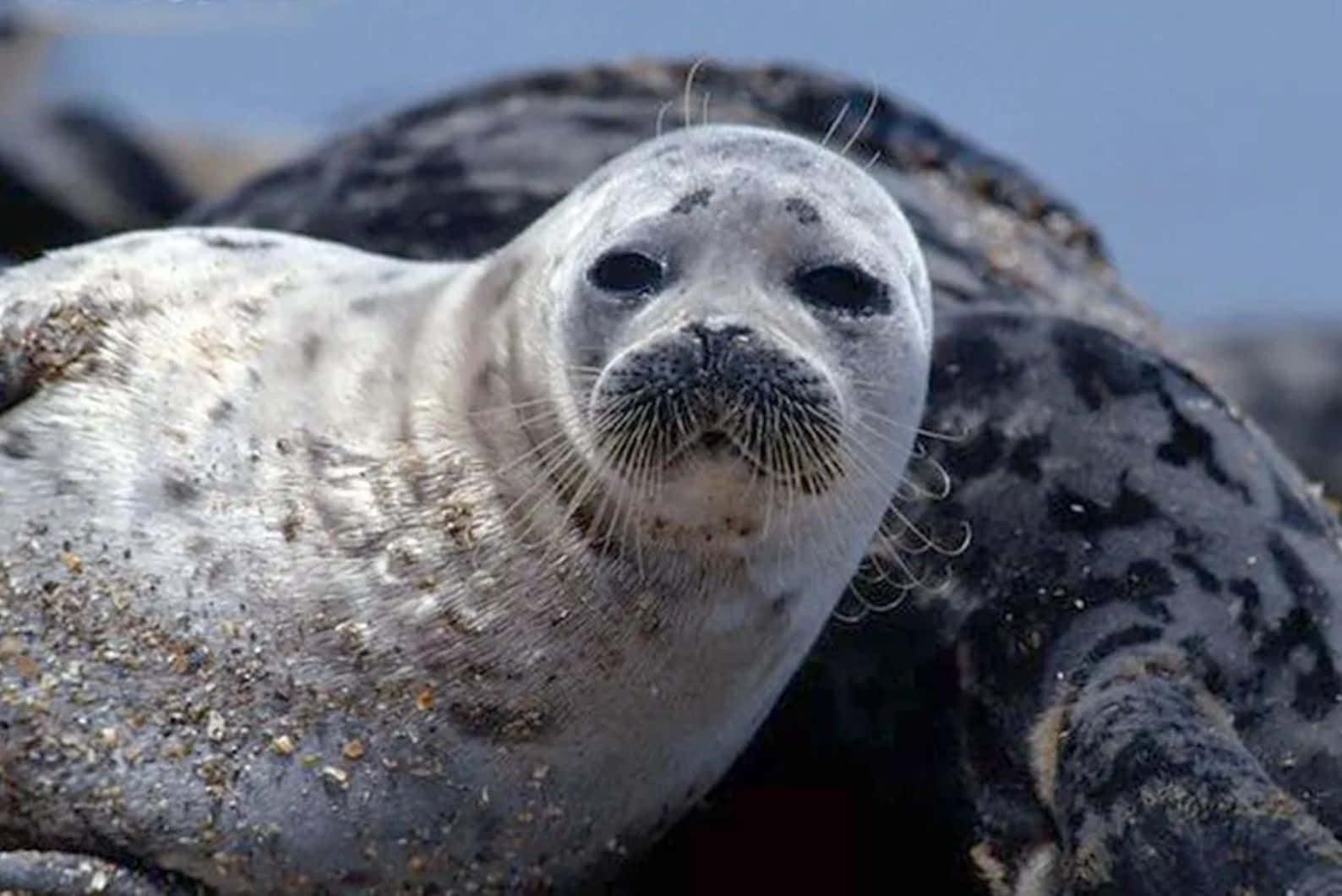 Caspian Seal Restingon Shore.jpg Wallpaper