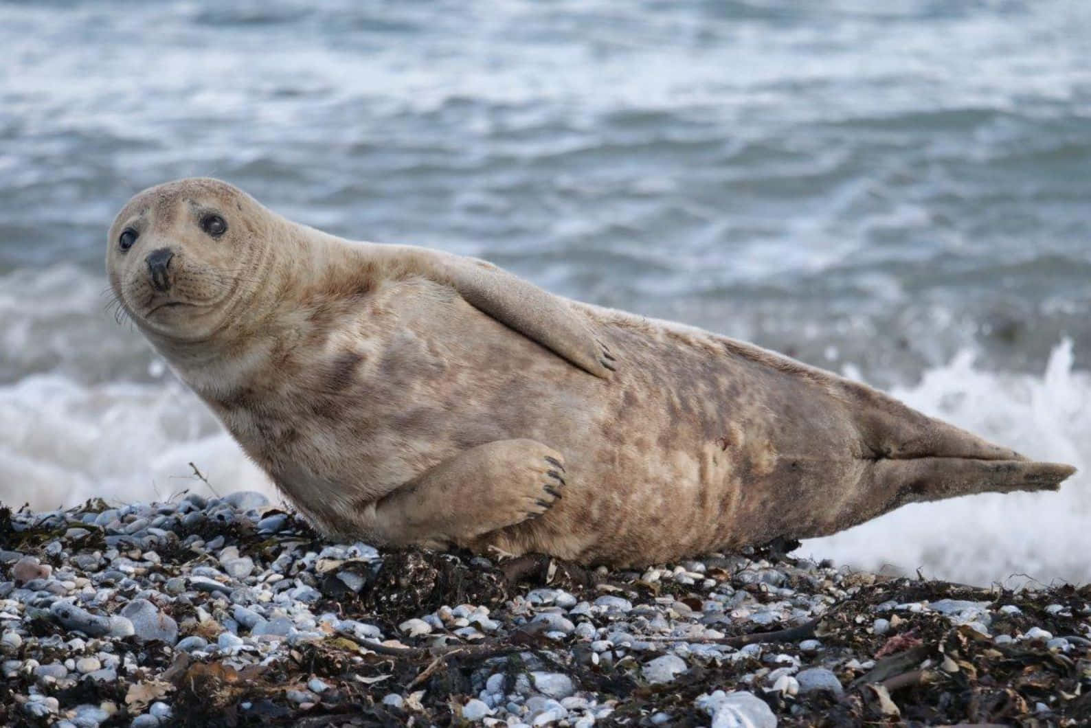 Caspian Seal Restingon Shoreline.jpg Wallpaper