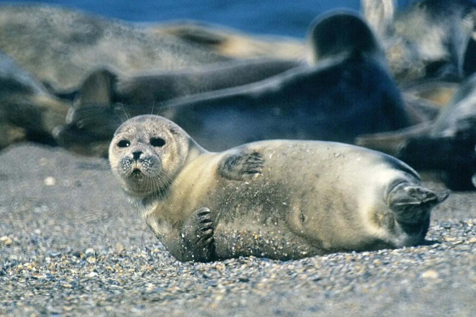 Caspian Seal Restingon Shoreline Wallpaper