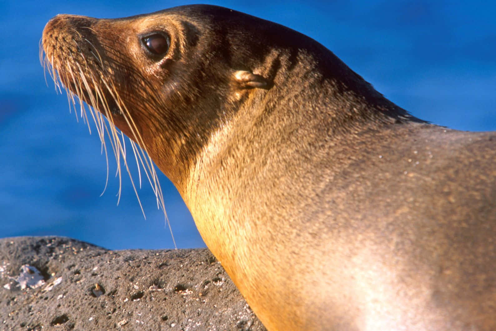 Caspian Seal Sunbathing Wallpaper