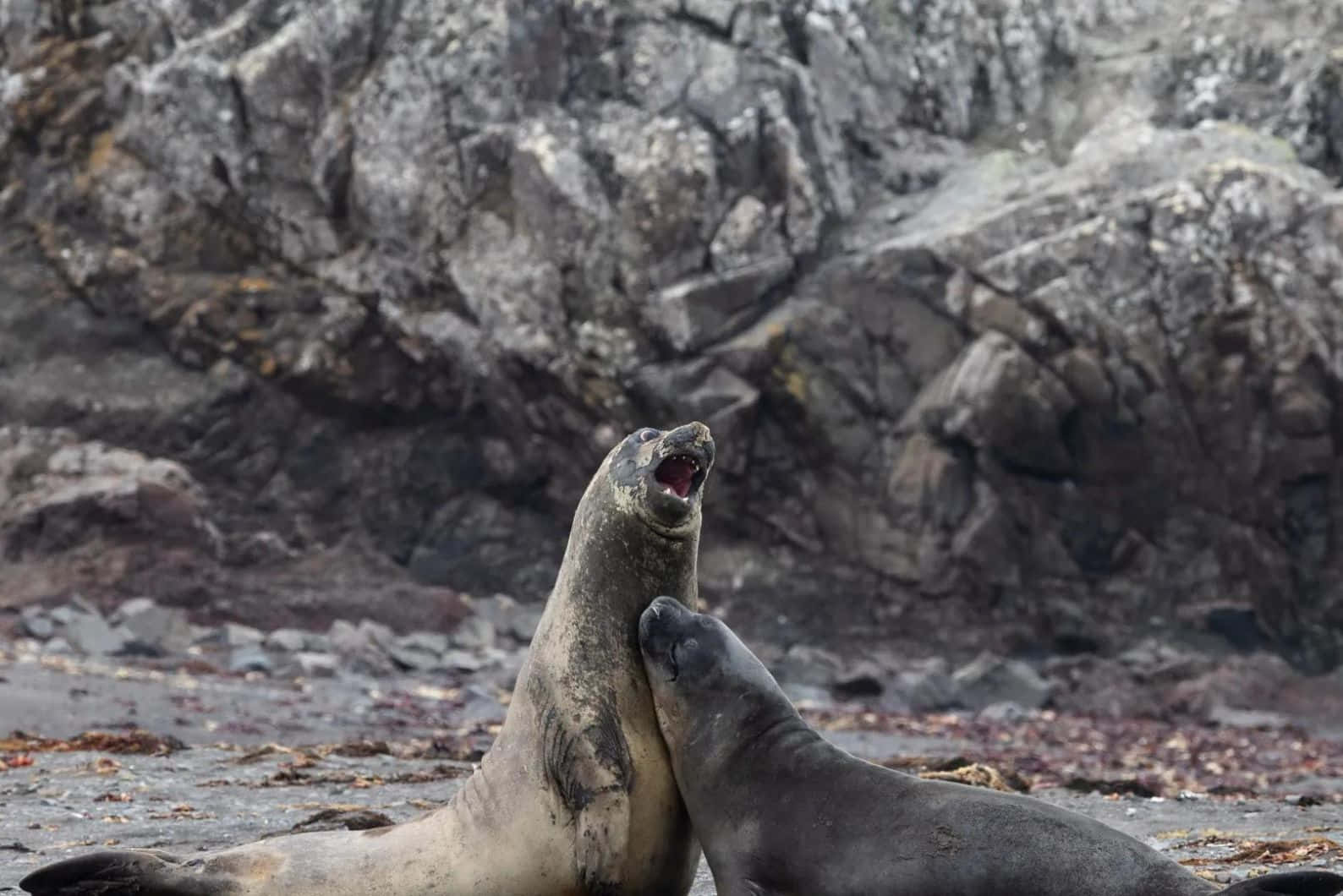 Caspian Seals Interaction Rocky Shoreline Wallpaper