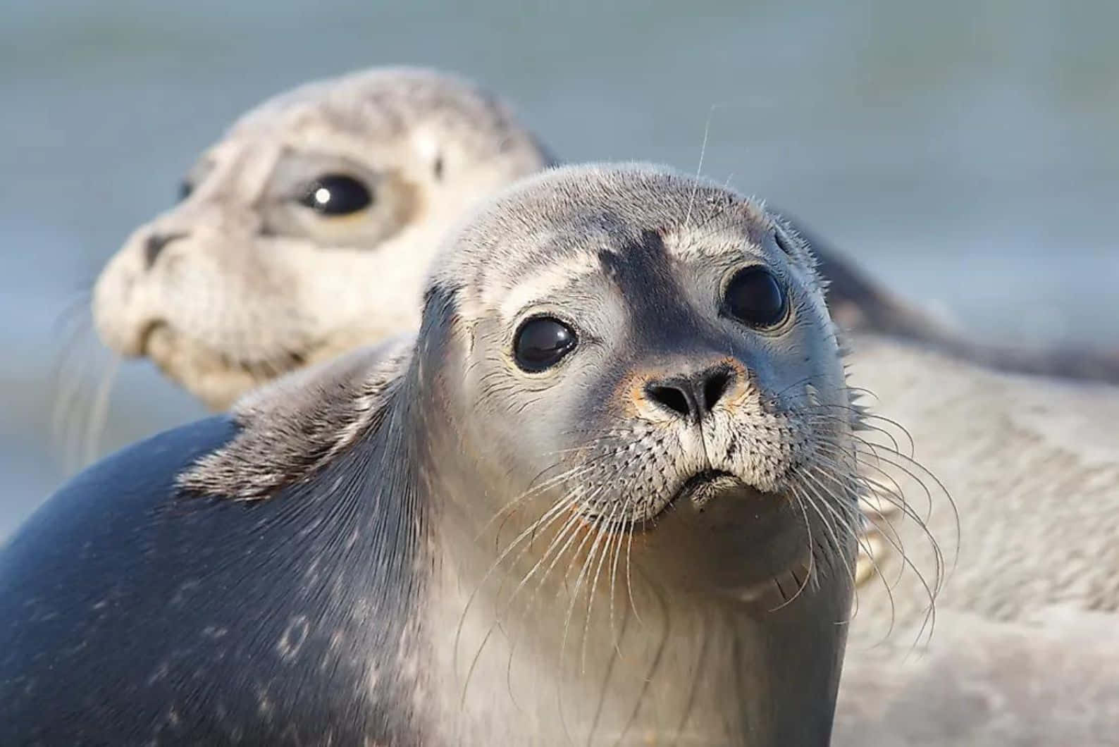 Caspian Seals Resting Wallpaper