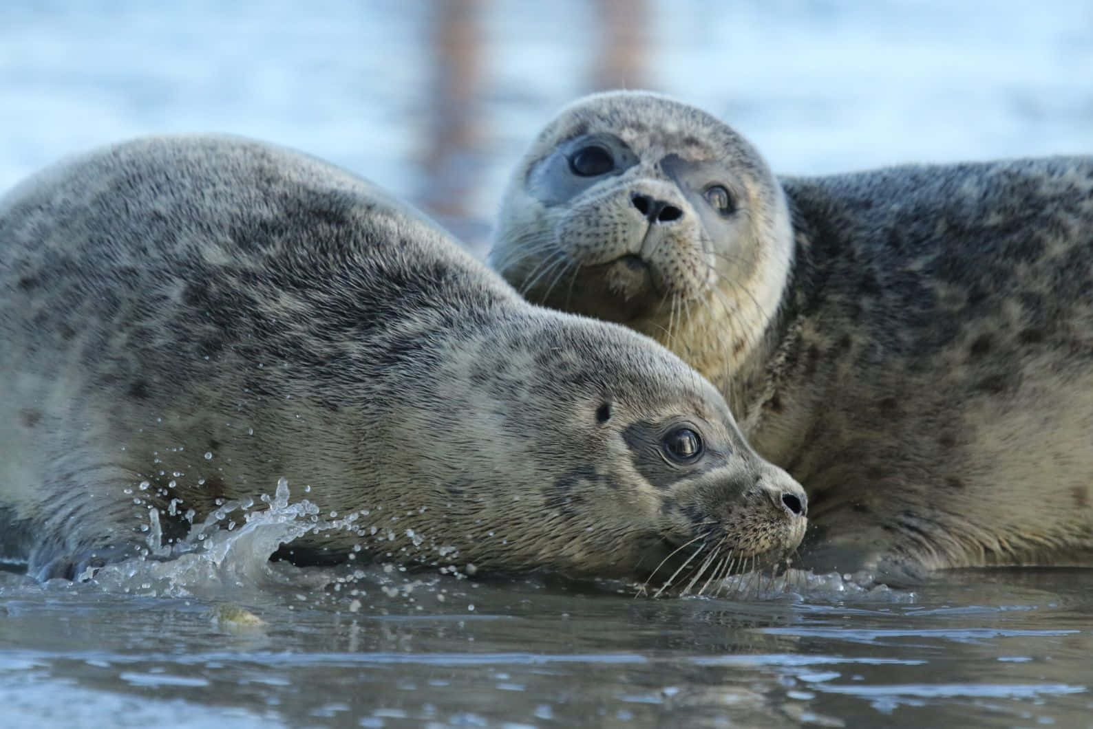 Caspian Seals Restingon Ice Wallpaper