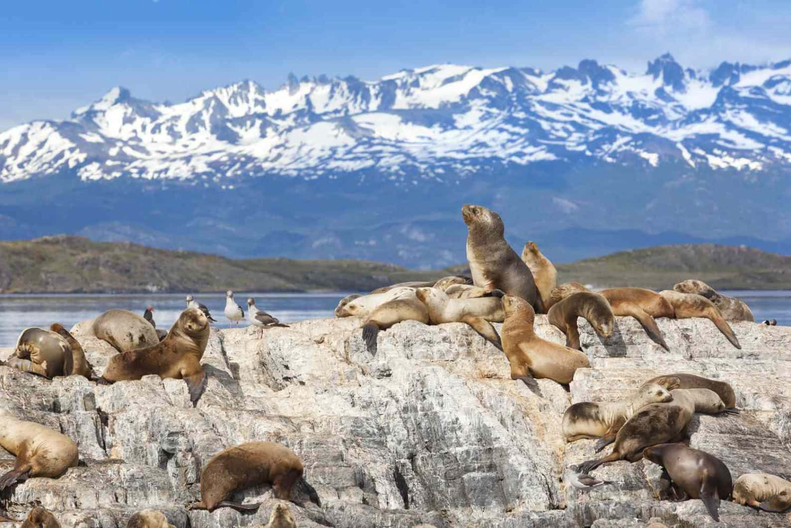 Caspian Seals Restingon Rocky Shoreline Wallpaper