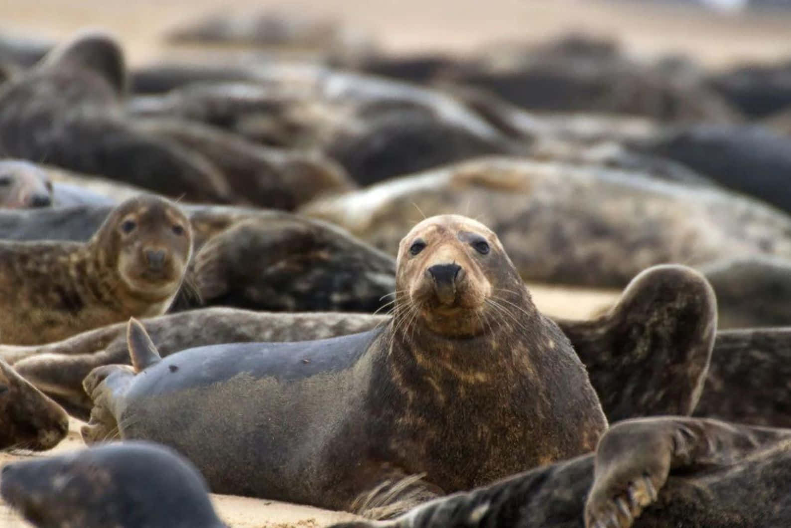 Caspian Seals Restingon Shore Wallpaper