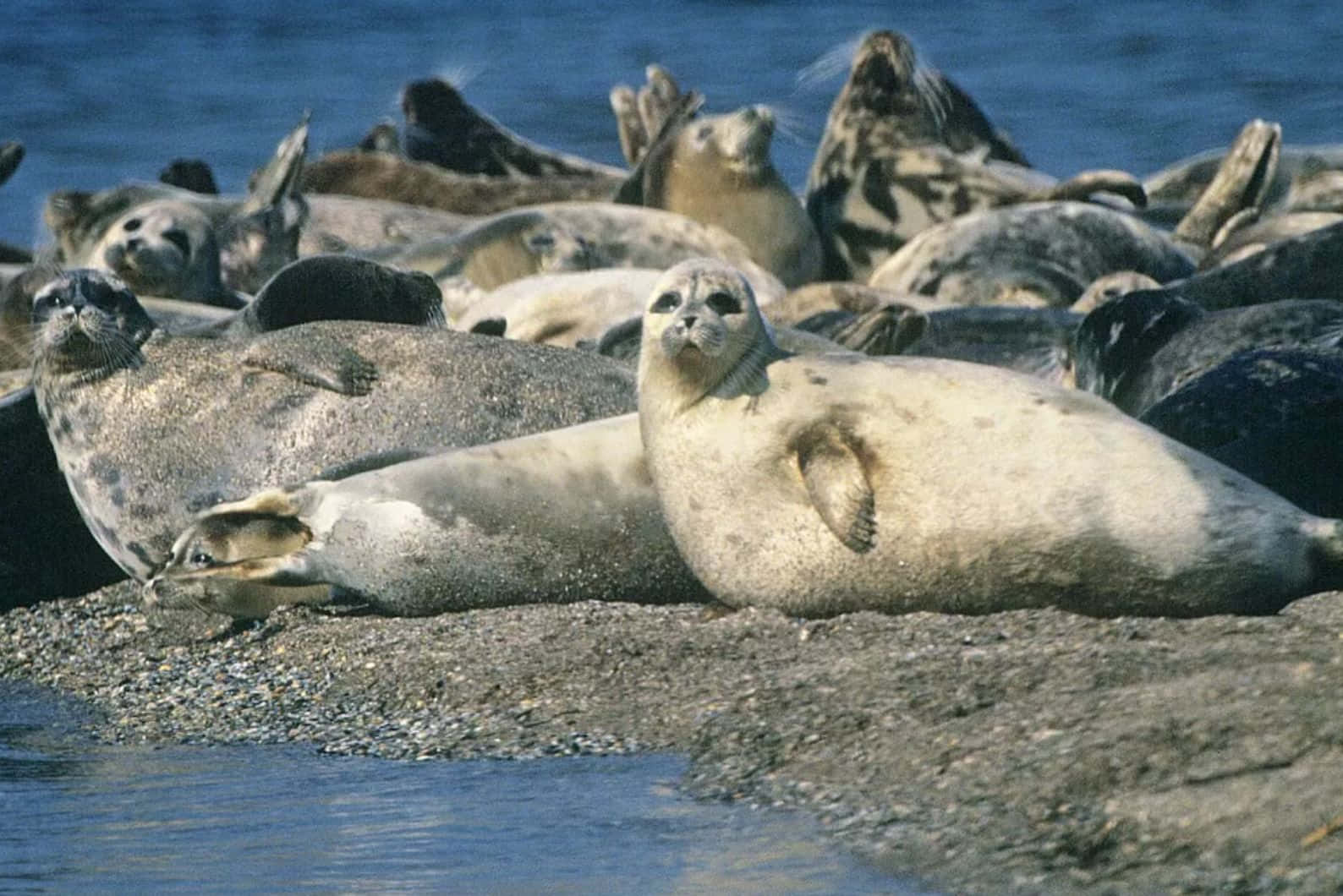 Caspian Seals Restingon Shoreline Wallpaper