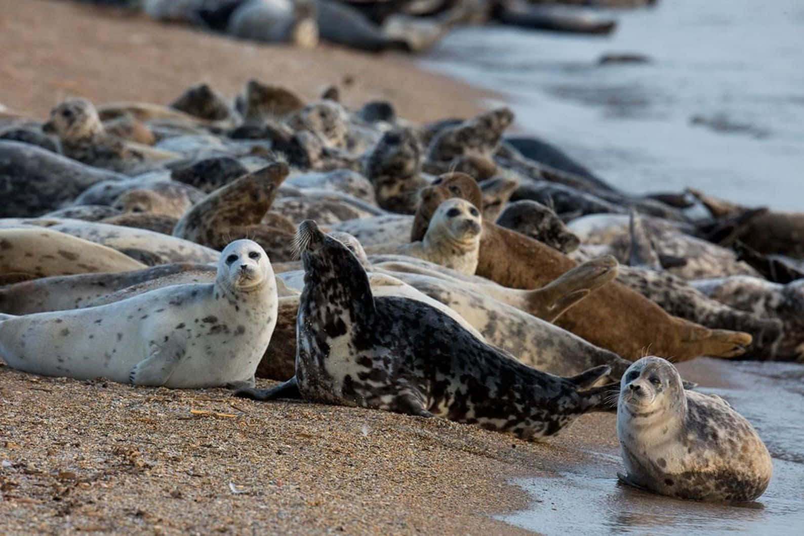 Caspian Seals Restingon Shoreline Wallpaper