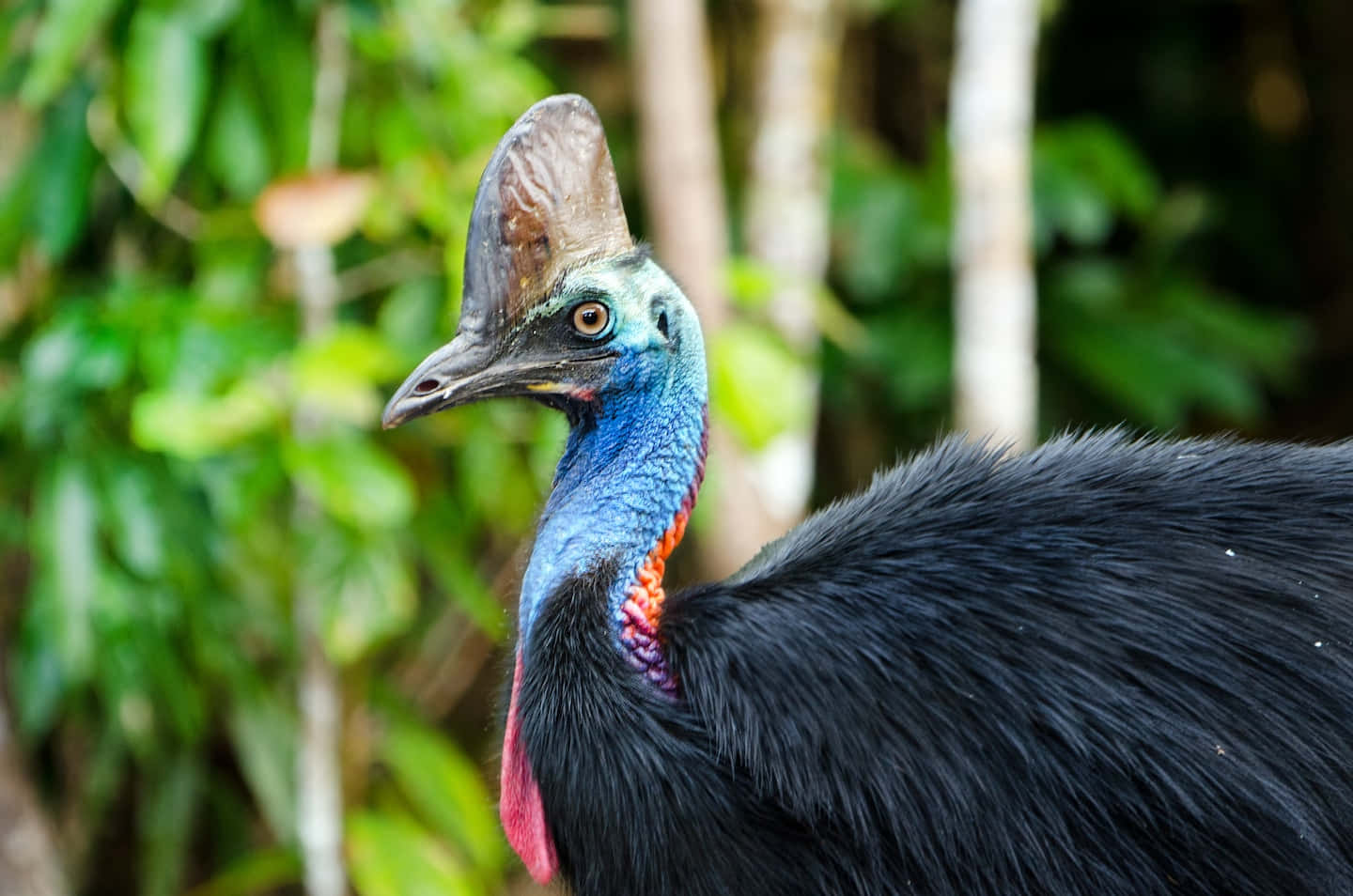 Cassowary Close Up Portrait Wallpaper