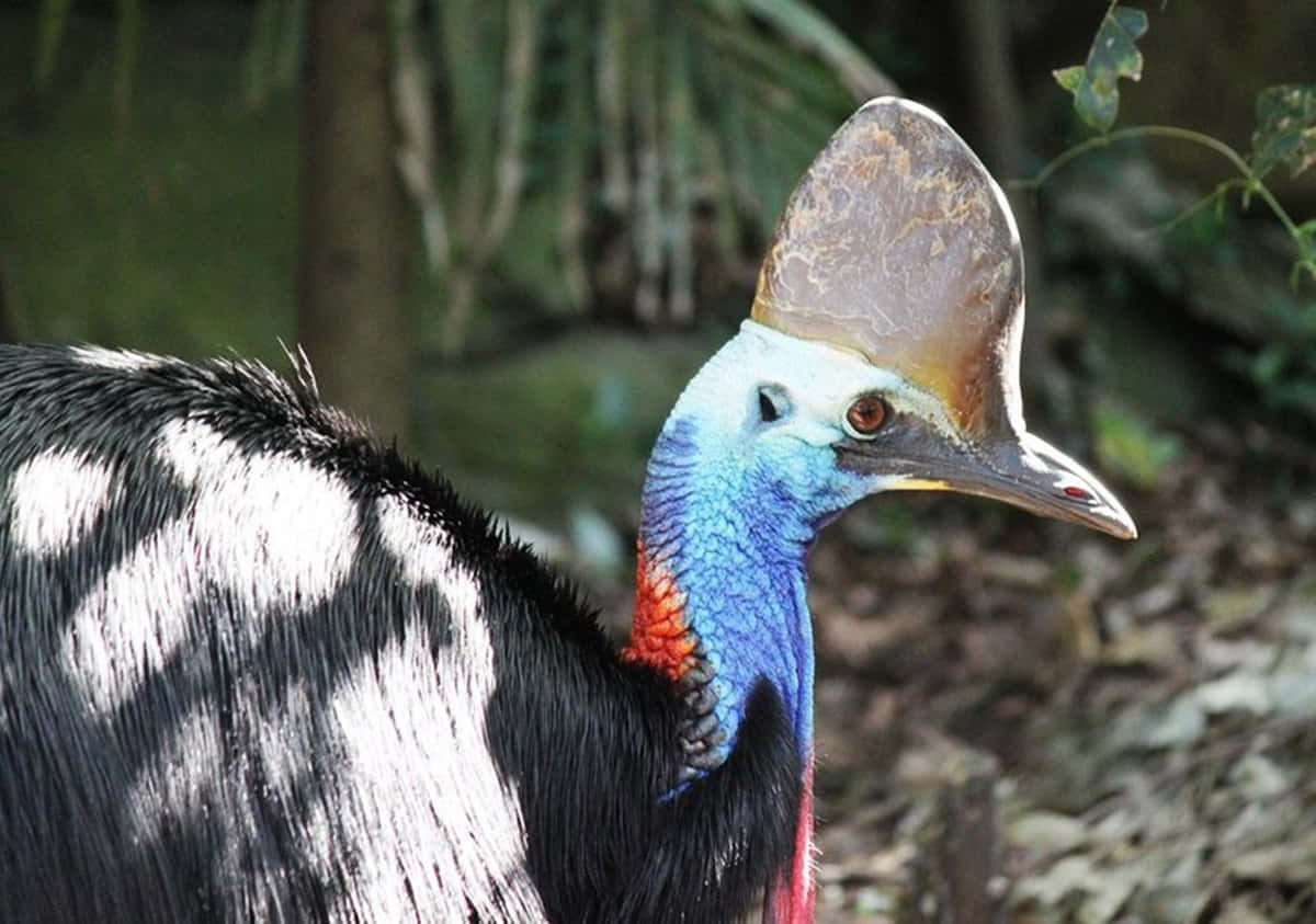 Cassowary Close Up Portrait.jpg Wallpaper