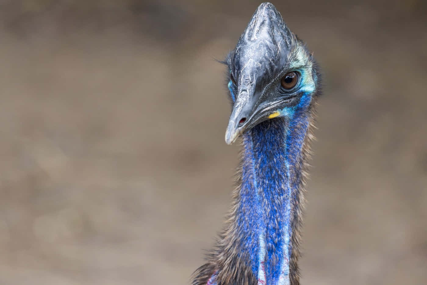 Cassowary Portrait Close Up.jpg Wallpaper