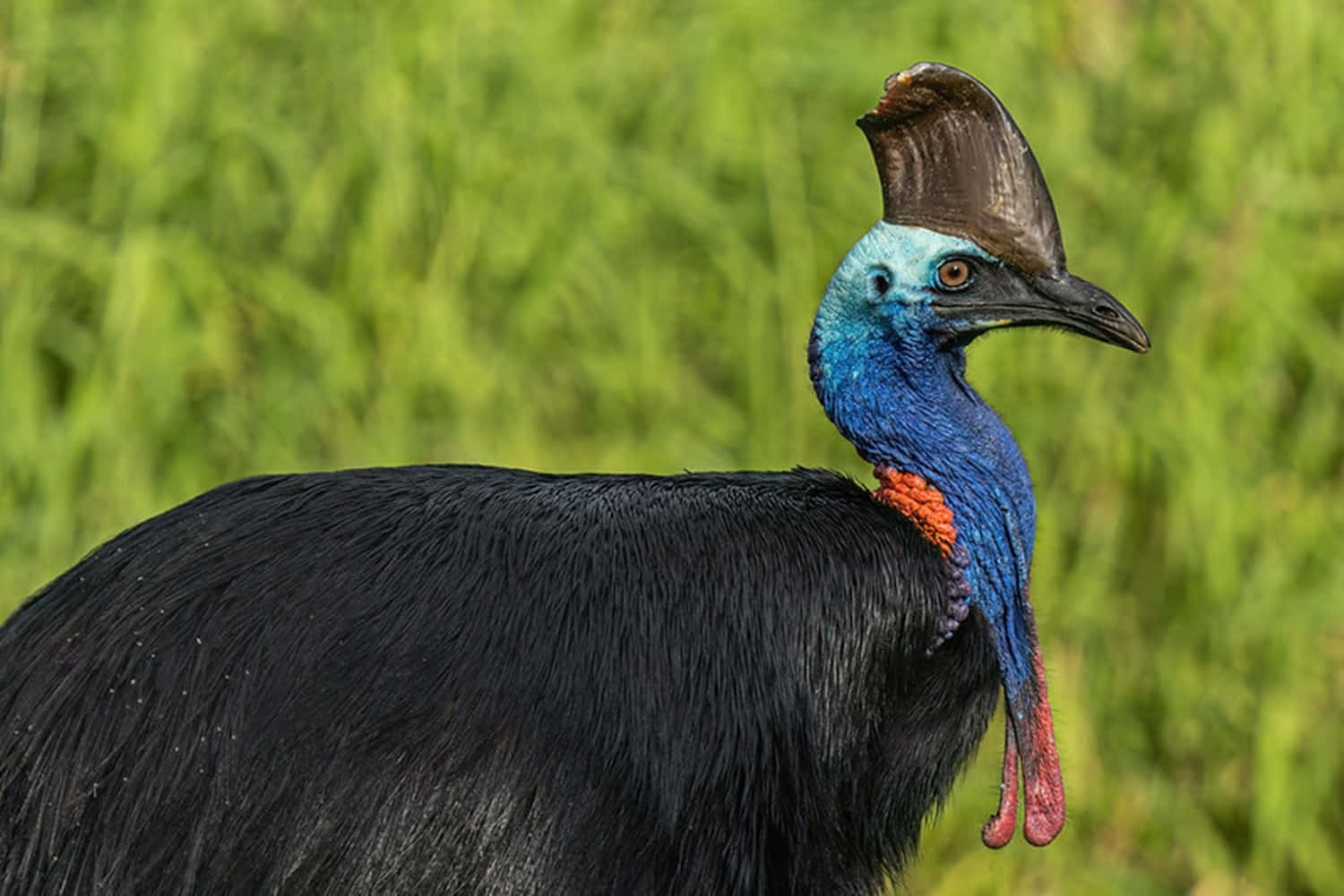 Cassowary Portrait Green Backdrop Wallpaper