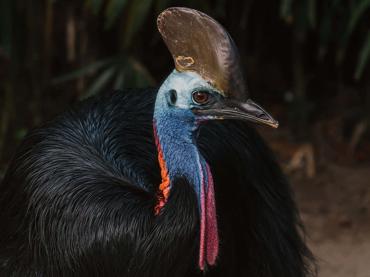 Cassowary Portraitin Habitat.jpg Wallpaper