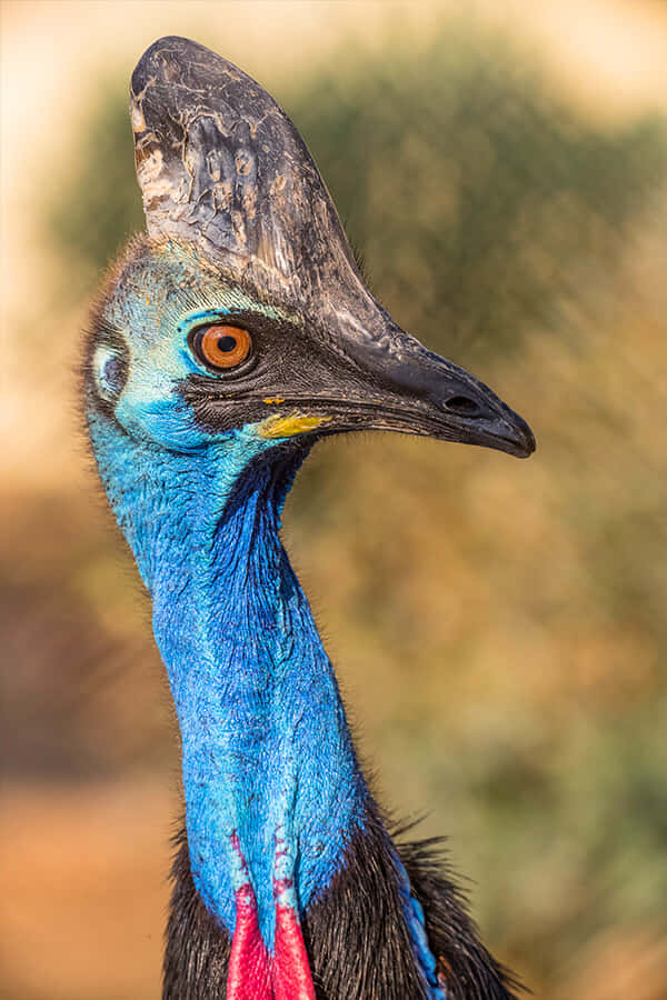 Cassowary Portraitin Natural Habitat.jpg Wallpaper