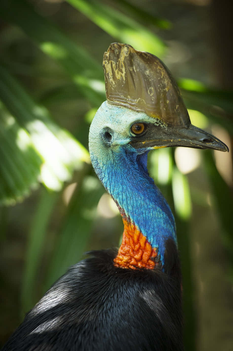 Cassowary Portraitin Natural Habitat.jpg Wallpaper