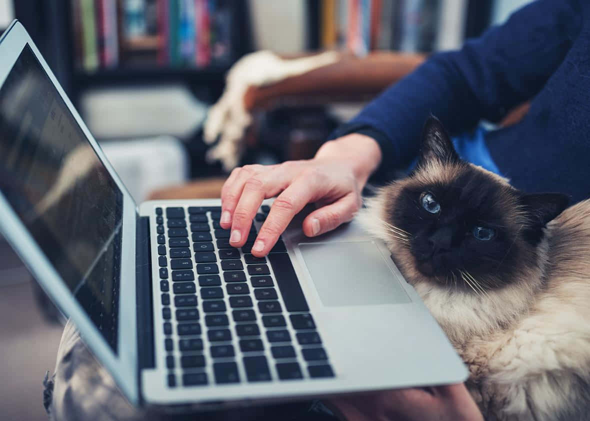 Cat Assisted Typing.jpg Wallpaper