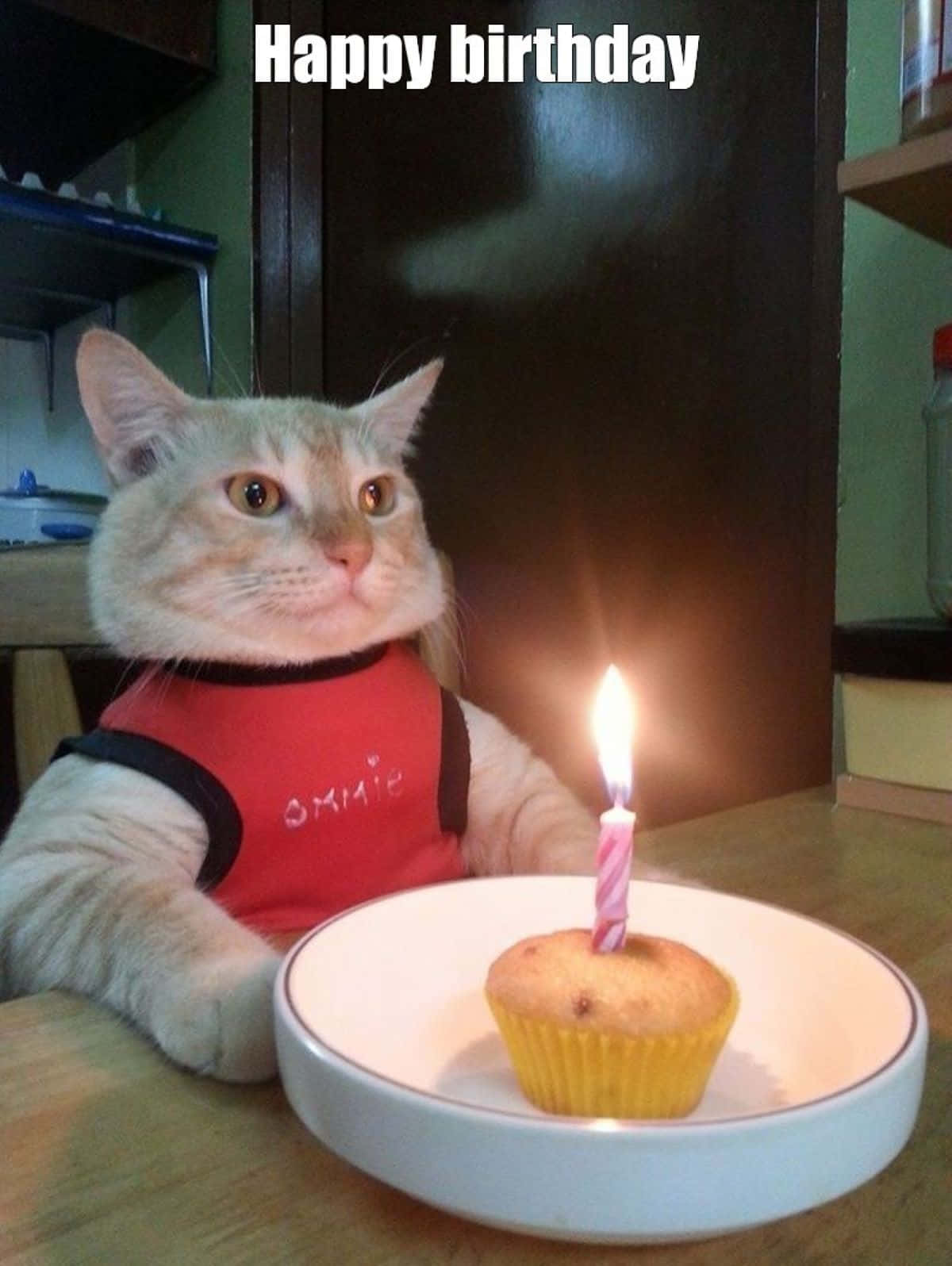 Cat Celebrating Birthday With Cupcake Wallpaper