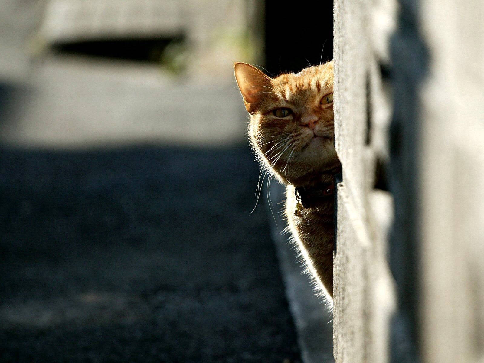 Cat Keeping An Eye Out Wallpaper