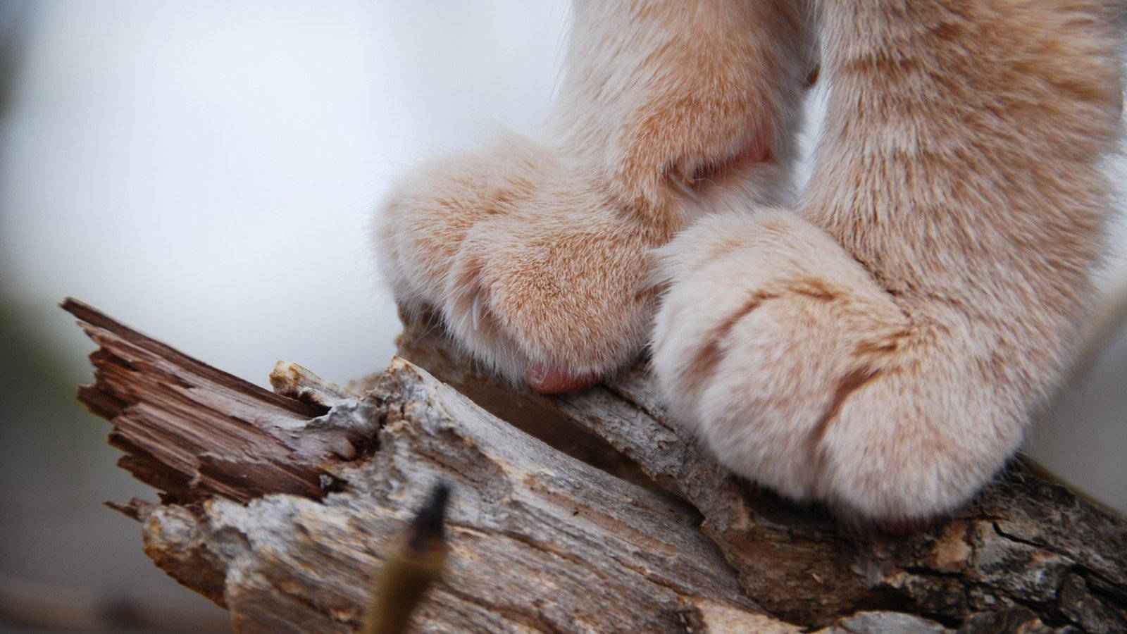 Cat Paws Full Hd 1600x900 Wallpaper