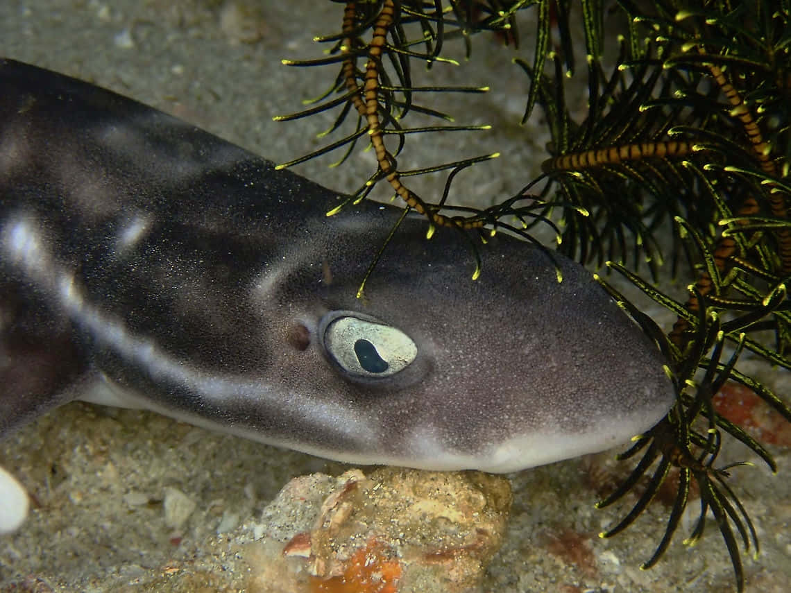 Cat Shark Close Up Wallpaper