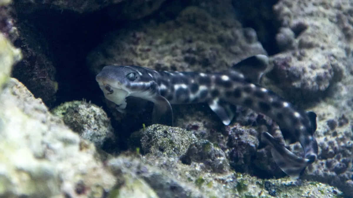 Cat Shark Emerging From Rocks Wallpaper