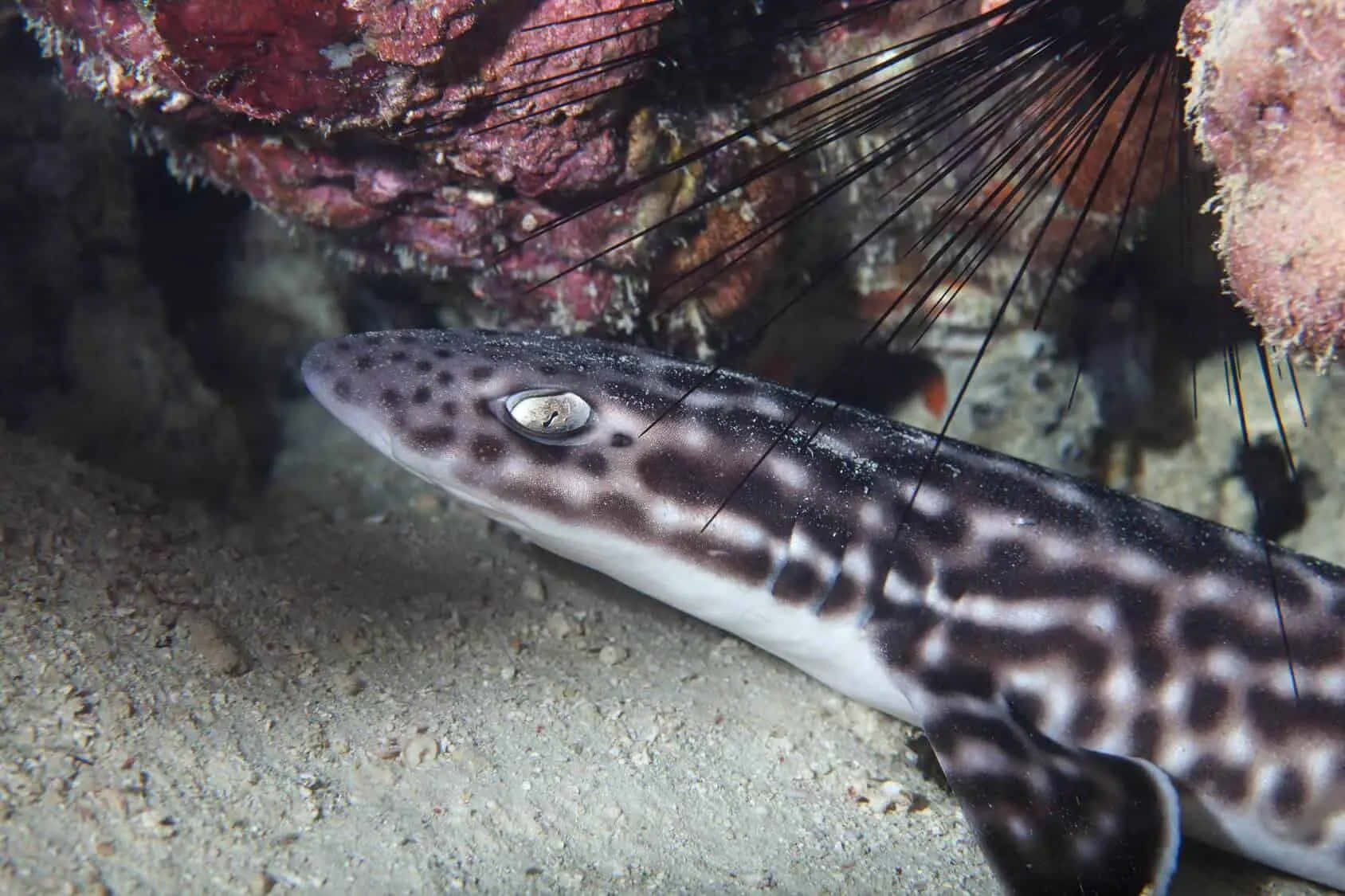 Cat Shark Hiding Under Rock Wallpaper